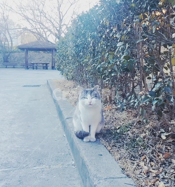 자연,동물,고양이,코리안숏헤어,길고양이,길거리,쉼터