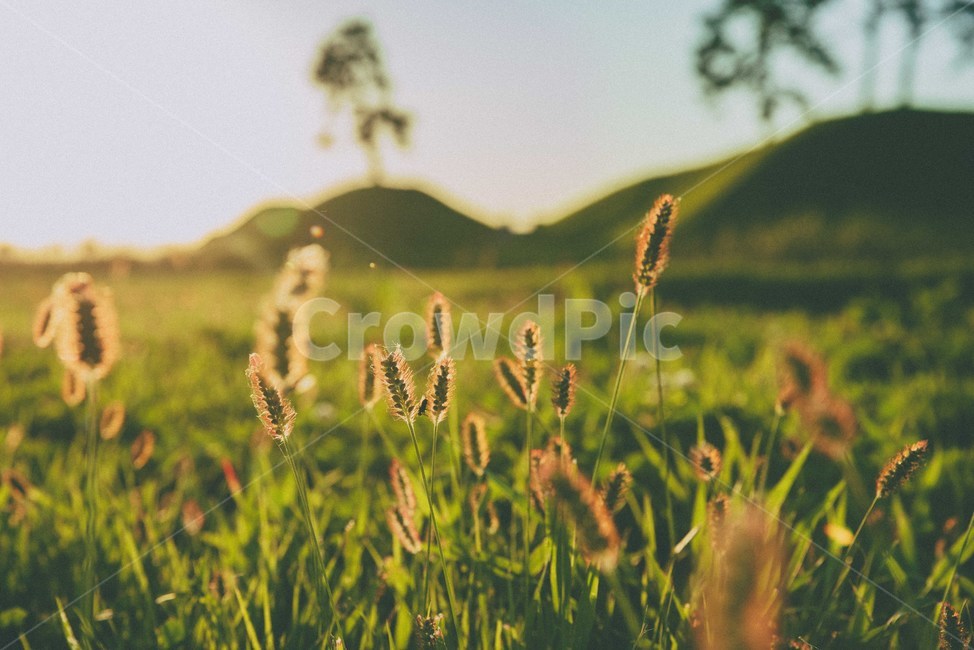 가을,노을,해질녘,자연,감성,sunset,가을,계절,fall,autumn,season,grass,잔디,plant,식물,field,들,nature,outdoors,옥외,grassland,목초지