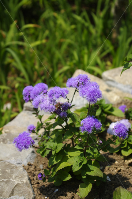 꽃,flower,식물,plant,color,식물,자연,plants,nature,꽃,flower