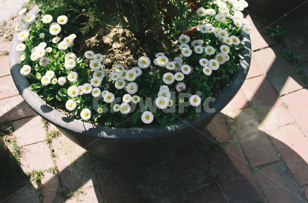 개망초,계란꽃,꽃,화단,여름,필름,필름사진,식물,자연,plants,nature,꽃,flower