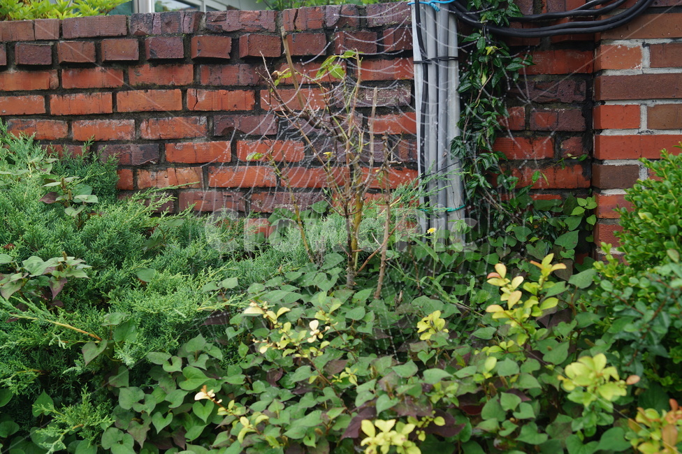거미줄,이슬,나무,spiderweb,벽돌,brick