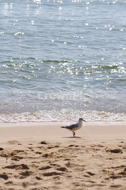 bird,새,animal,동물,nature,자연,ocean,대양,sea,바다,outdoors,옥외,water,물,shoreline,해안선,갈매기,해수욕장,해변,바다,beach,sea,동물,animal,조류,새,birds