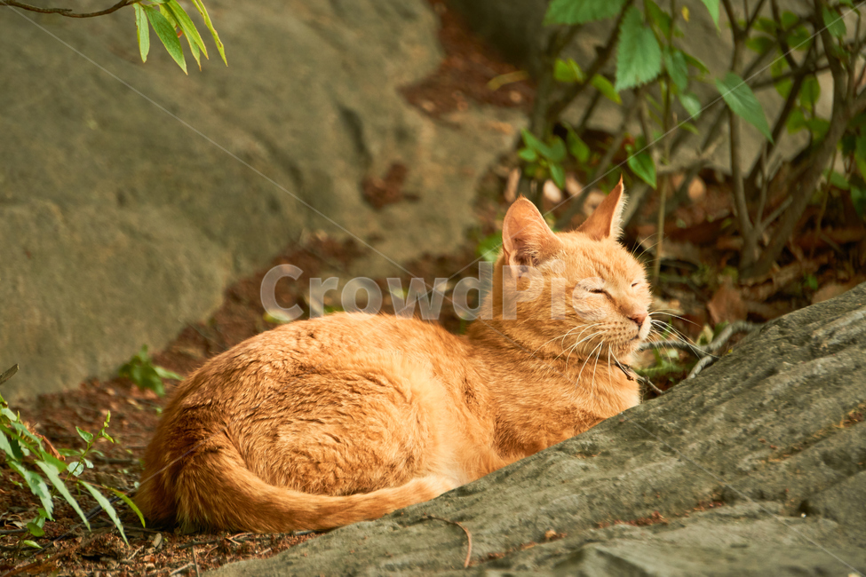 고양이,cat,동물,애완동물,길냥이,야생동물,pet,동물보호,animal,nature