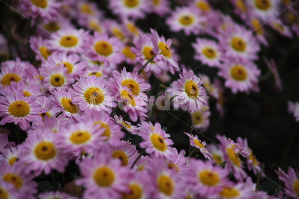 국화,식물,꽃,가을꽃,chrysanthemum,식물,자연,plants,nature,꽃,flower