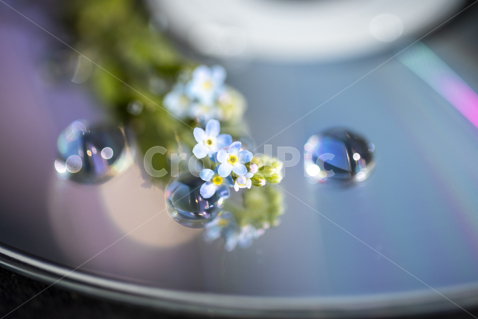 꽃,꽃잎,메크로,macro,녹색,작은물방울,droplet,백그라운드,배경사진,야생화,꽃마리