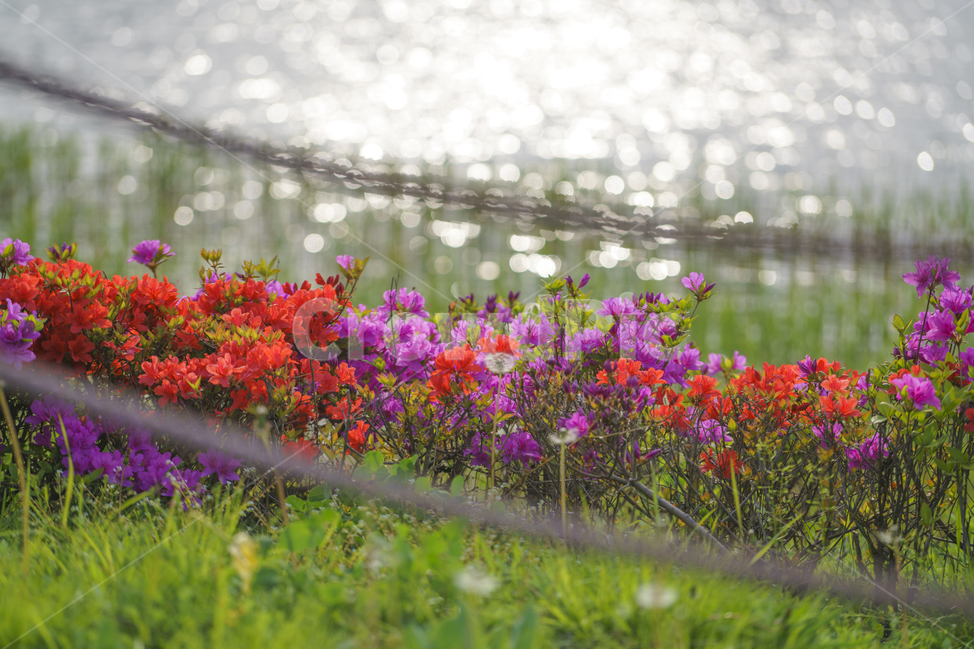 자연,풍경,봄,꽃,감성,봄,계절,spring,season,식물,자연,plants,nature,꽃,flower,휴식,힐링,rest,relaxation,healing,geranium,제라늄,blossom,plant