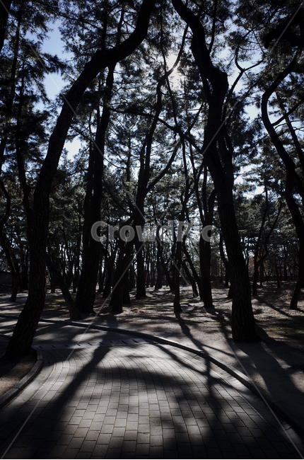 plant,식물,tree,나무,treetrunk,나무줄기,나뭇가지,walkway,보도,path,통로,sidewalk,road,길