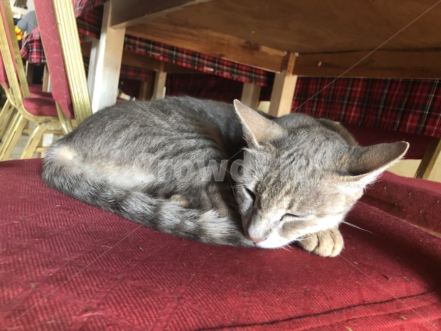 고양이,동물,포유류,아비시니안,cute,동물,animal,포유류,mammal,고양이,cat,kitten,kitty