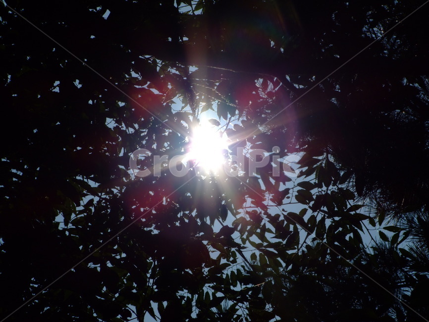 태양,일식,하늘,햇빛,산란,자연,풍경,nature,landscape,flare,플레어,light,빛