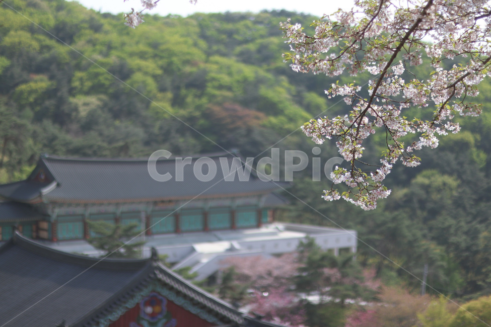 봄,벚꽃,겹벚꽃,절,벚꽃나무,봄,계절,spring,season,한국전통,한국문화,korean traditional,korean culture,식물,자연,plants,nature,꽃,flower,plant