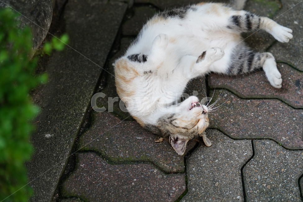cat,고양이,동물,생물,생명,포유류,거리,animal,동물,animal,포유류,mammal,고양이,cat,kitten,kitty