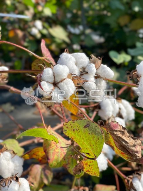 forest,cotton tree,tree,cotton,cotton wool,park