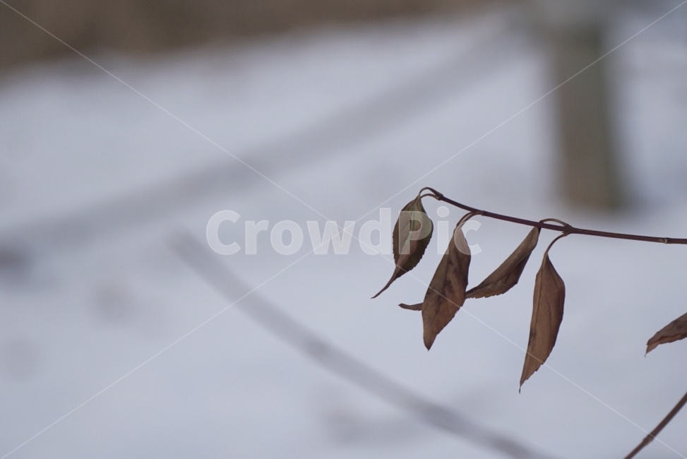낙엽,겨울,눈,식물,가을,겨울,계절,winter,season,식물,자연,plants,nature