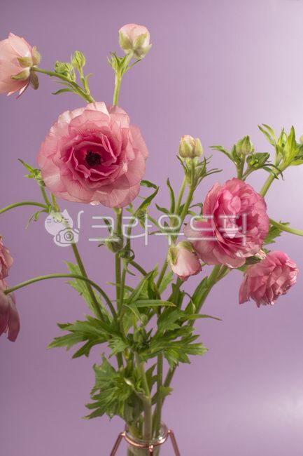 flower decoration,Butterfly Ranunculus,pink,vase,ranunculus,Lannon,flower