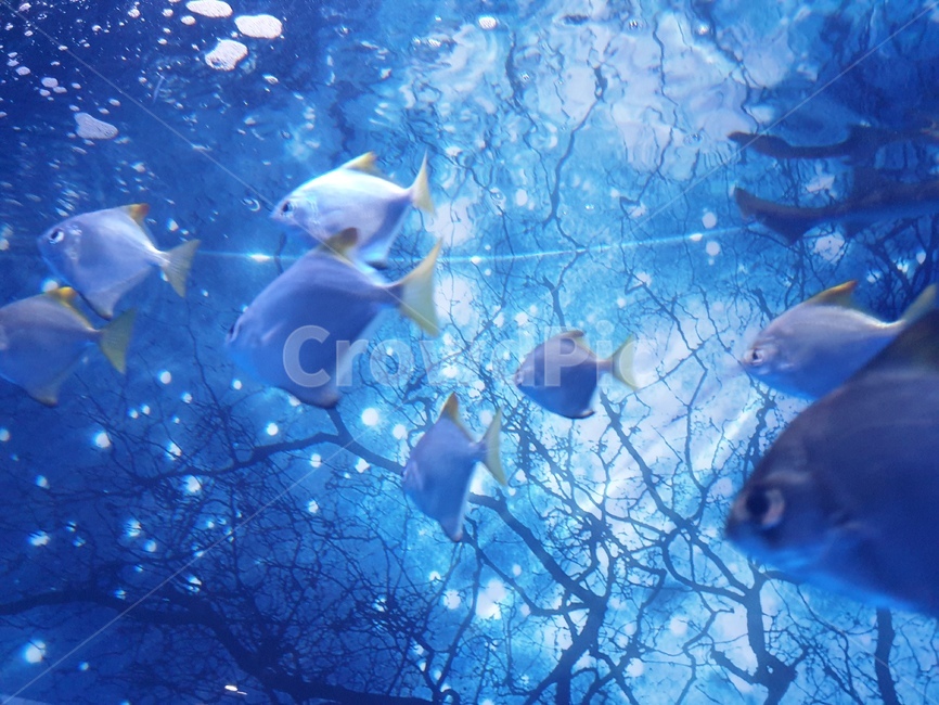 열대어,밤하늘,반짝거림,물,하늘색,은하수,동물,animal,어류,물고기,fish
