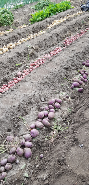 감자,potato,식재료,plant,식물