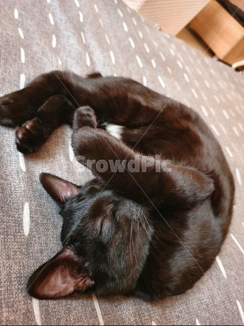 고양이,까만고양이,잠자는고양이,졸린고양이,낮잠