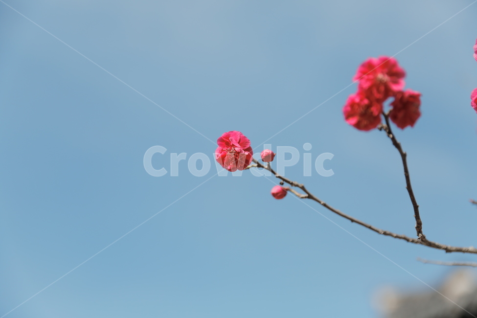 매화,꽃,홍매화,청매화,매실꽃,매화나무,봄,봄,계절,spring,season,식물,자연,plants,nature,꽃,flower,blossom,geranium,제라늄,plant
