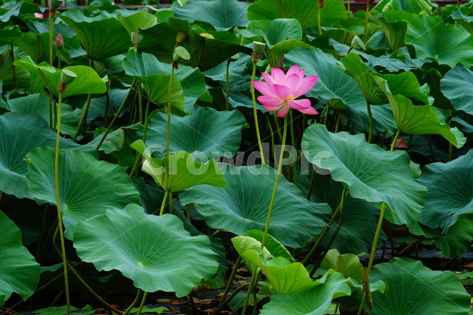 blossom,꽃,plant,식물,lily,flower,연못백합,연꽃,식물,자연,plants,nature