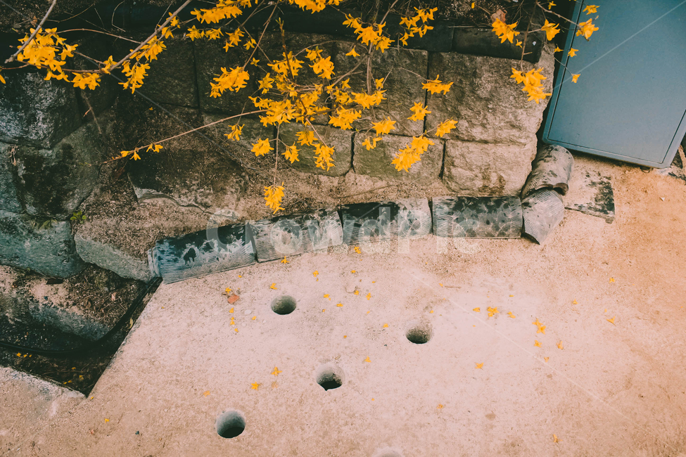 개나리,꽃,봄,flower,spring