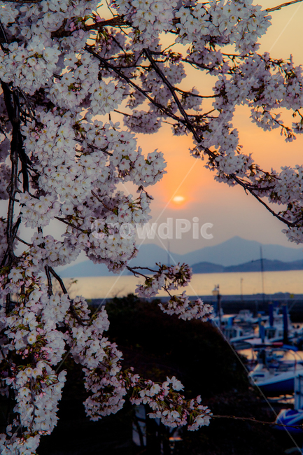 봄,벚꽃,꽃,바다,일몰,봄,계절,spring,season,plant,식물,blossom,cherry blossom,flower