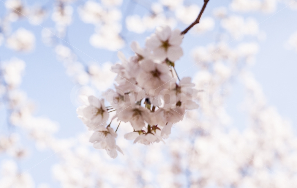 벚꽃,봄,고려대학교,일상,꽃,색감,봄,계절,spring,season,식물,자연,plants,nature,꽃,flower,plant,blossom