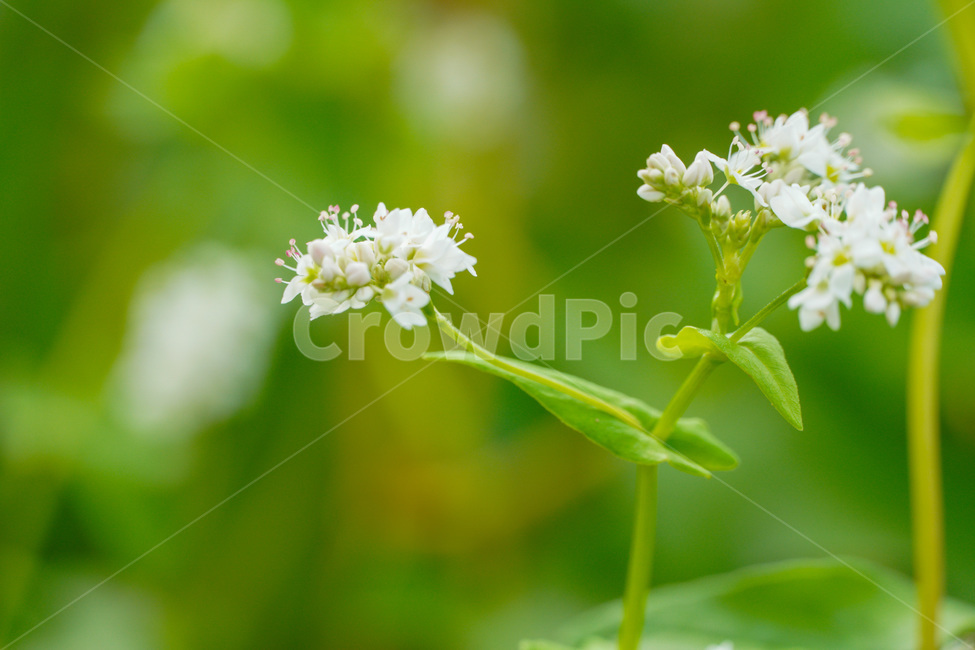 plant,식물,blossom,geranium,제라늄,flower,꽃,들꽃,접사