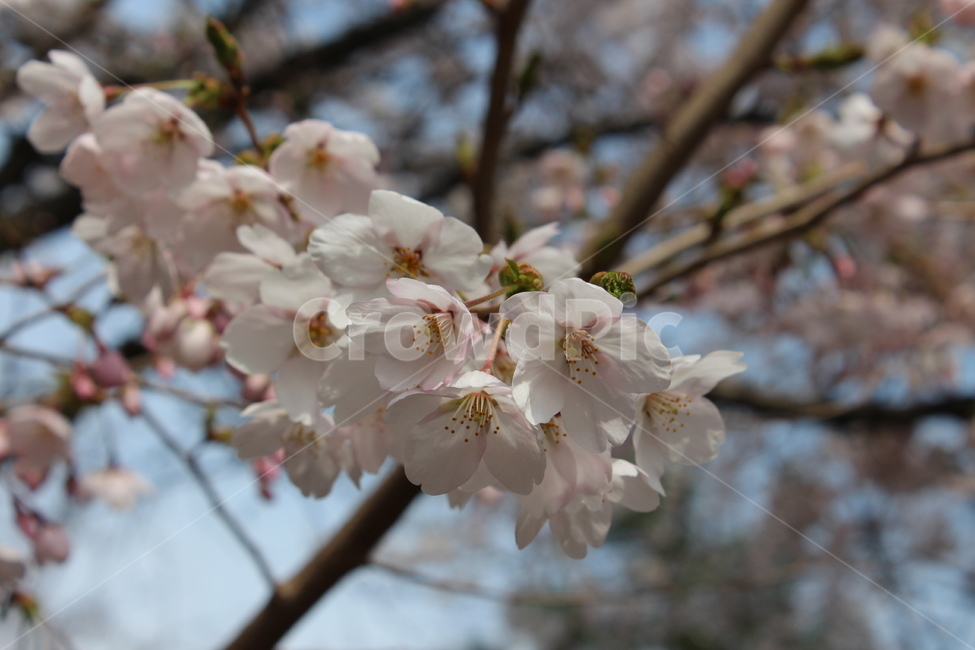 blossom,plant,식물,자연,나무,꽃,하늘,파란,봄,발랄한,flower,tree,sky,blue,nature,spring,파스텔,pastel,분홍,연분홍,pink,봄,계절,spring,season