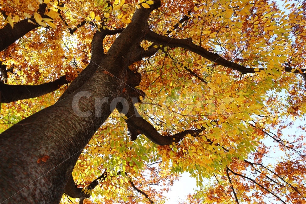 	단풍,나무,가을배경,가을풍경,가을나무,가을,계절,fall,autumn,season,식물,자연,plants,nature,나무,trees,wood,tree,plant,tree trunk,나무 줄기