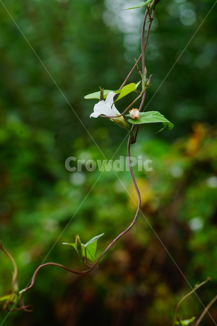 flower,꽃,plant,식물,blossom,식물,자연,plants,nature,꽃,flower