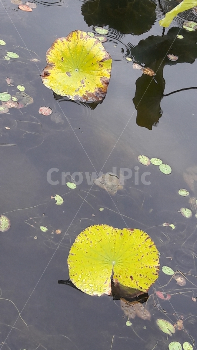 연잎,연못,비,노랑,가을,식물,자연,plants,nature
