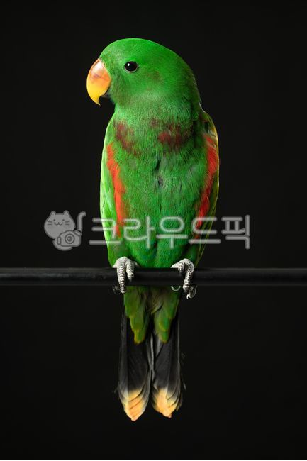 앵무새, 새, 잉꼬, parrot, bird, 사진,이미지,일러스트,캘리그라피 - Njsi0427작가