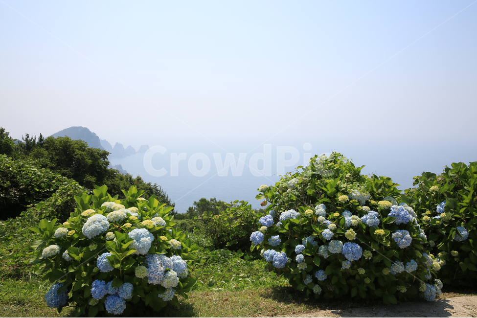 통영,연화도,수국,바다,용머리,용머리해안,출렁다리,해안,식물,자연,plants,nature,꽃,flower