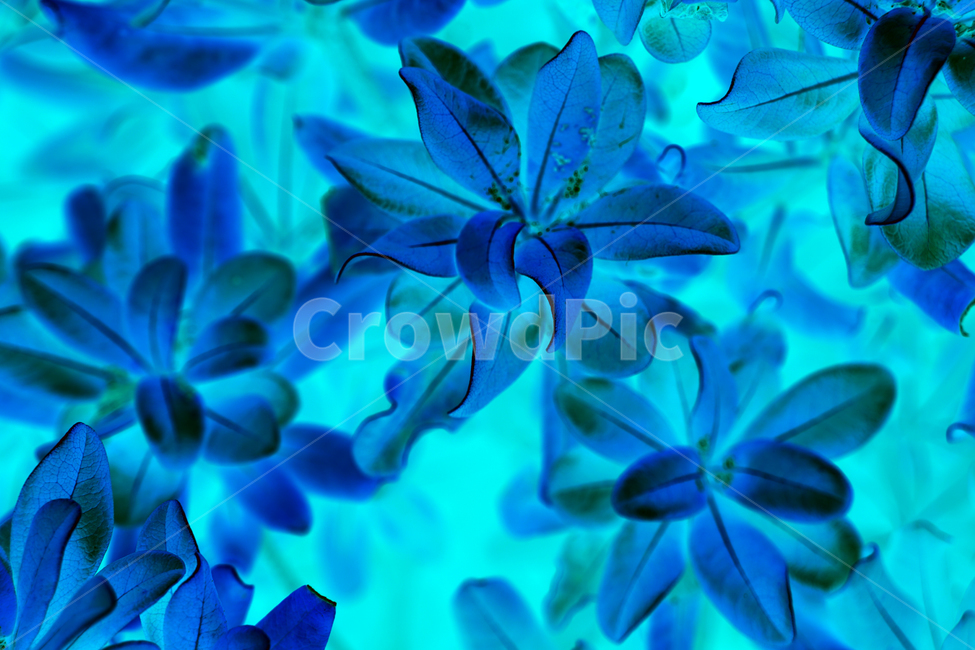 close up,fancy,color,beauty,nature,plant background,beautiful flower,flower,flowersbackground,leaves background,background,flower background,Wallpapers,colorful