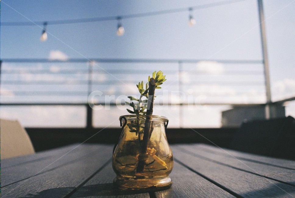 glass,유리,식물,plants,옥상,하늘,루프탑,rooftop,필카,식물,자연,plants,nature
