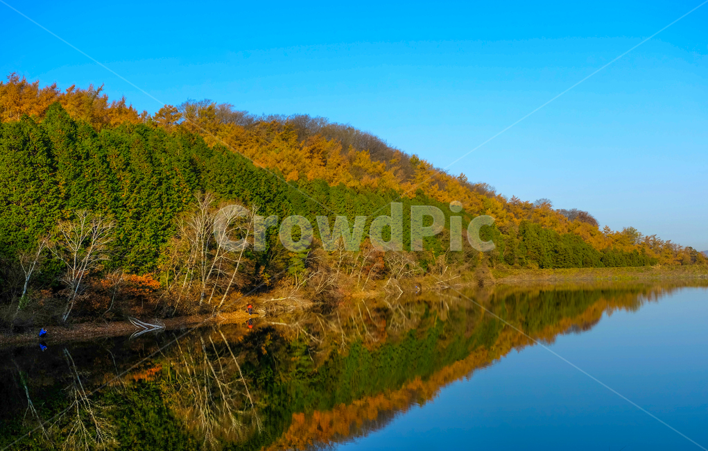 나무,반영,용비지,햇살,아침,가을,가을,계절,fall,autumn,season,자연,풍경,nature,landscape,water,물,outdoors,옥외,lake,호수
