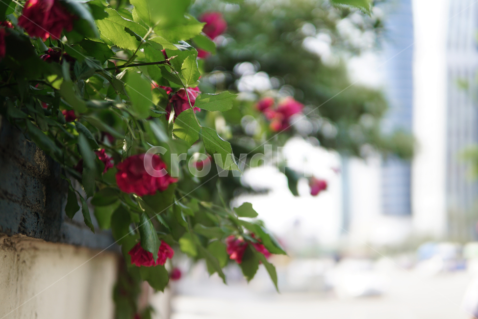 flower,꽃,blossom,장미,봄,rose,spring,warm,따뜻한,아름다운,beautiful,예쁜,꽃잎,petal,햇빛,sunlight,summer,여름,계절,season,green,초록색,도시,city,plant,식물