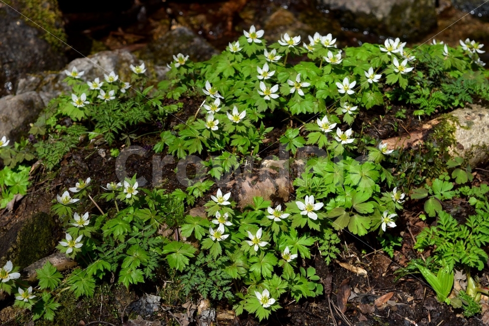 모데미풀,봄,야생화,꽃,청태산,강원도,봄꽃,고산야생화,감성,wildflower,산꽃,봄야생화,계곡,이끼,꽃말,슬픈추억,아쉬움,MegaleranthissaniculifoliaOhwi,금매화아재비,운봉금매화,식물,자연,식생,생태,식물,자연,plants,nature,꽃,flower