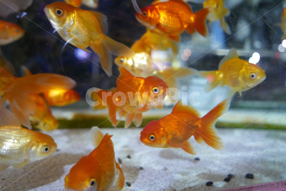 fish,물고기,animal,동물,goldfish,금붕어,동물,animal,어류,물고기,fish