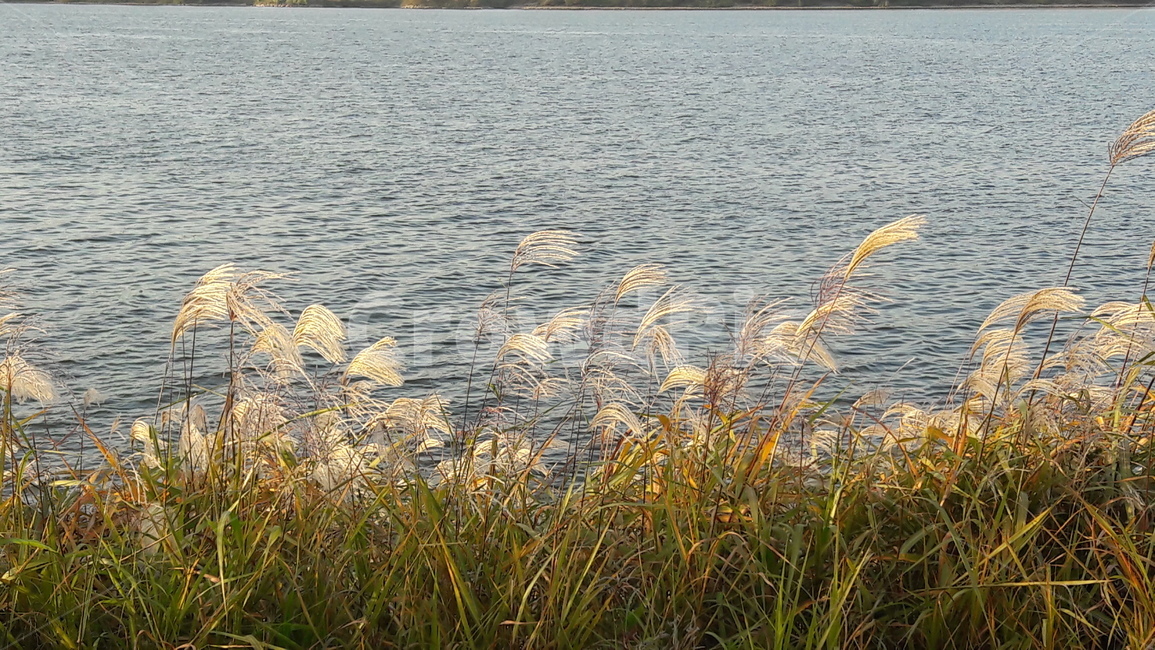 서래섬,메밀꽃,가을,한강,하늘,가을,계절,fall,autumn,season,자연,풍경,nature,landscape,grass,잔디,plant,식물,lawn