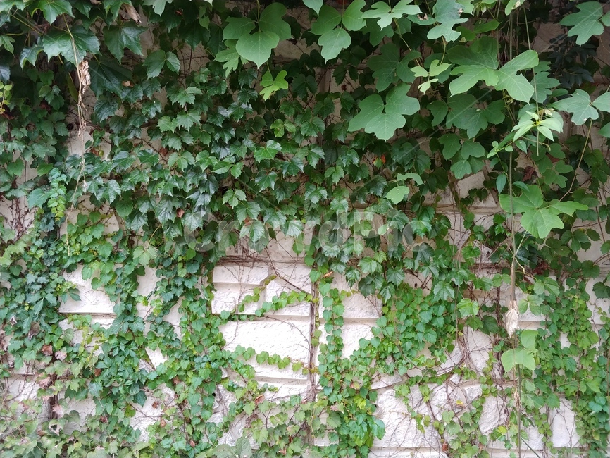 식물,plant,초록색,당쟁이덩굴,담벼락