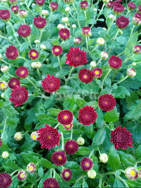 국화,菊花,식물,다년생초본식물,소국,plant,flower,blossom,가을꽃,식물,자연,plants,nature,꽃,flower