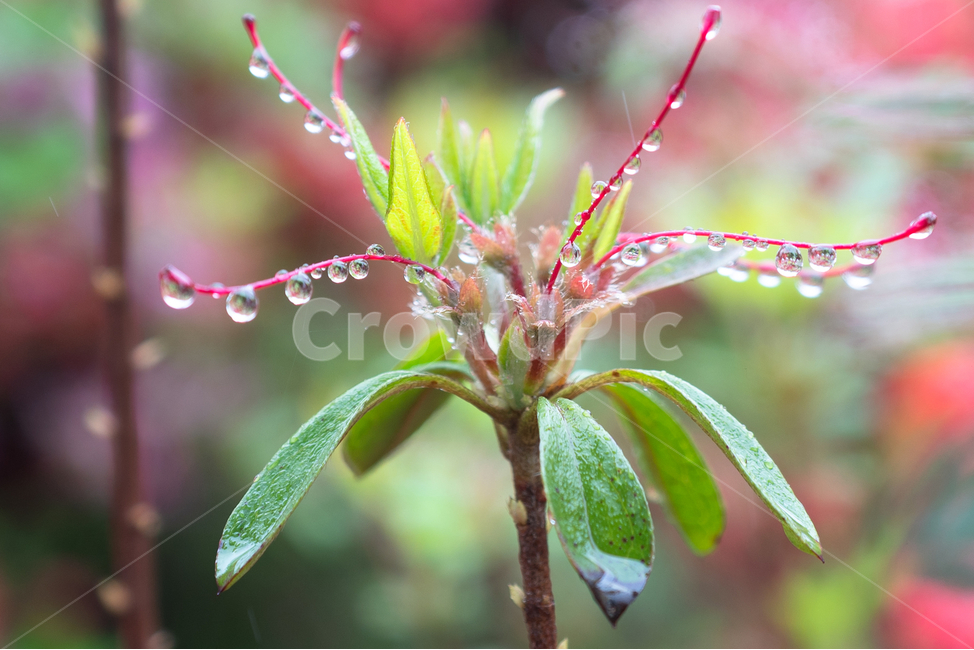 접사,빗망울,꽃,flower,rain,식물,자연,plants,nature,꽃,flower,비,비오는날,rain,rainy