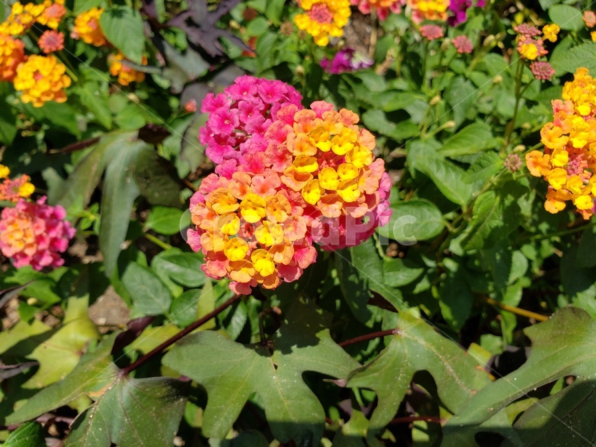 꽃,알록달록,분홍색,노란색,자연