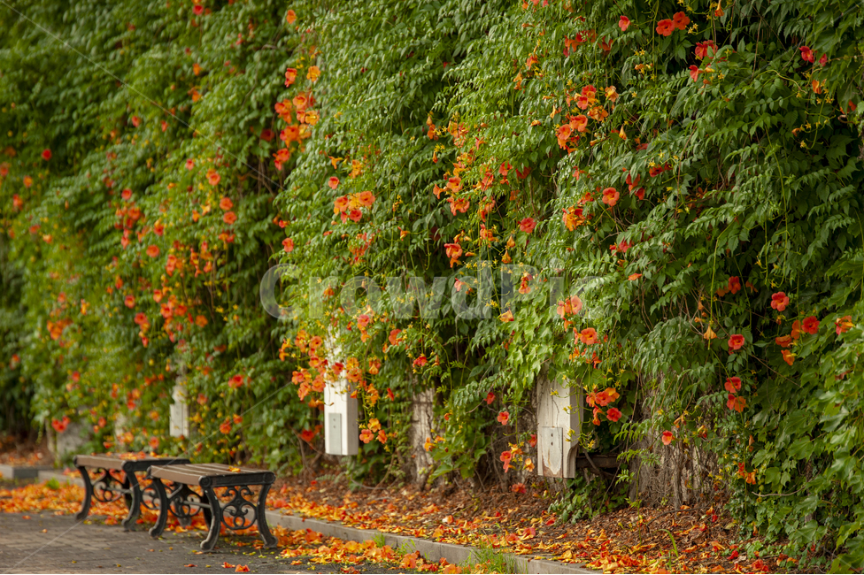 능소화,주황,여름,꽃,flower,trumpetflower,자연,풍경,nature,landscape,식물,plants,꽃,flower,bench,벤치,plant