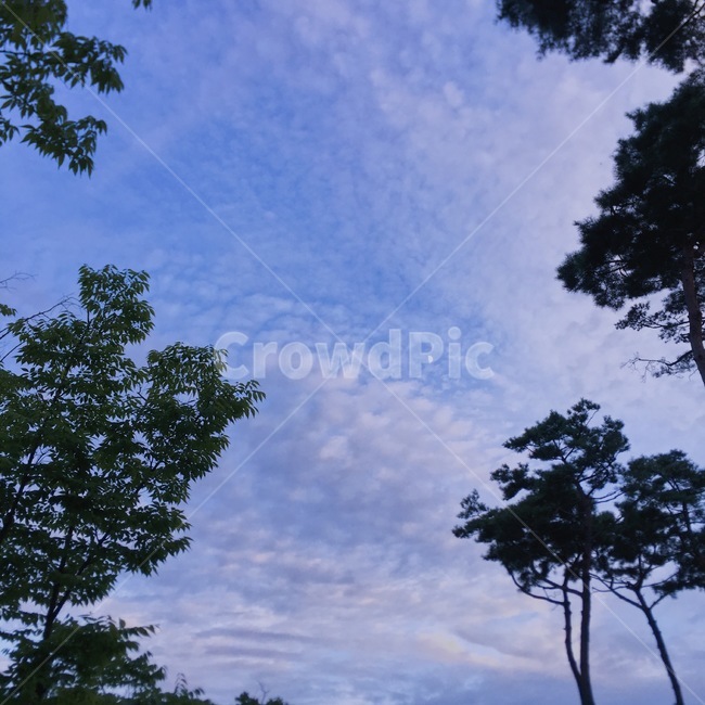 하늘,구름,저녁,달,나무,자연,풍경,nature,landscape,tree,plant,식물