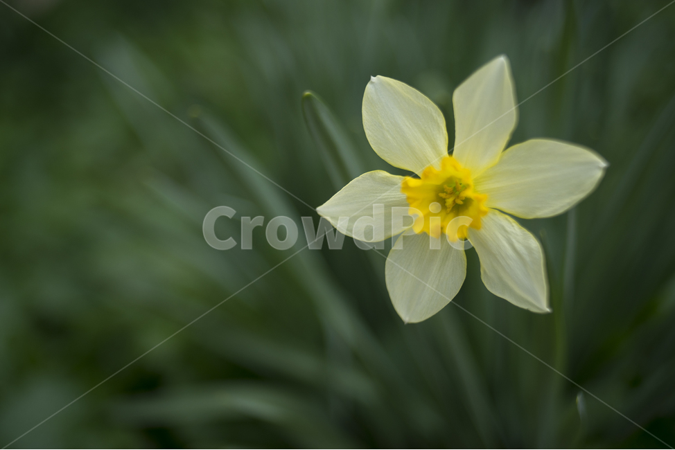 수선화,봄꽃,새봄,노란꽃,꽃,봄,계절,spring,season,식물,자연,plants,nature,꽃,flower,plant,blossom