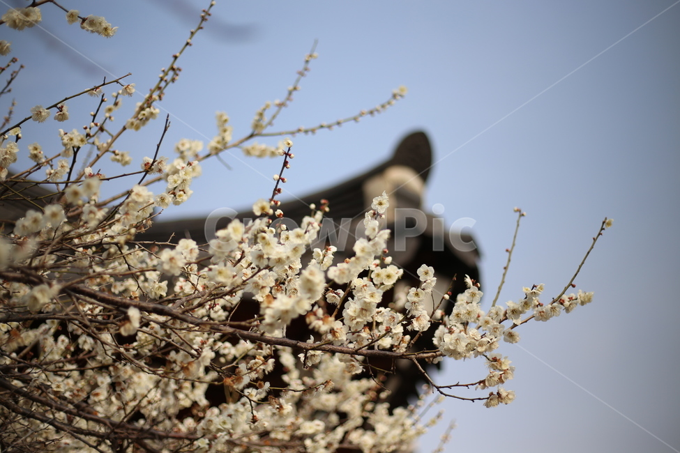 매화,봄,식물,꽃,봄꽃,봄,계절,spring,season,식물,자연,plants,nature,꽃,flower,plant