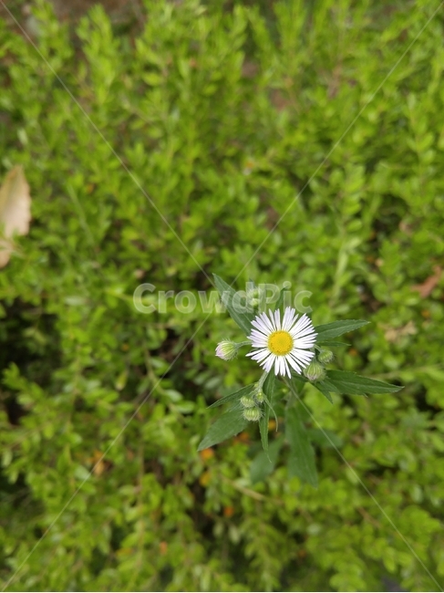 꽃,봄,풀,초록색,flower,들꽃,사랑,캐논,예술,사진