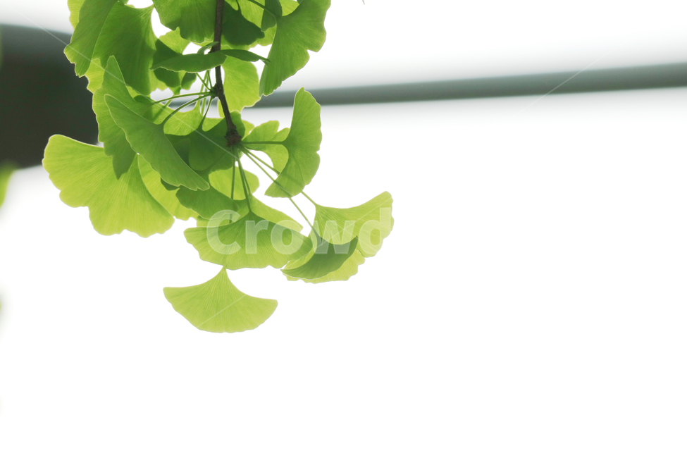 나뭇잎,봄,식물,자연,배경,배경이미지,초록,잎,잎사귀,은행잎,식물,자연,plants,nature